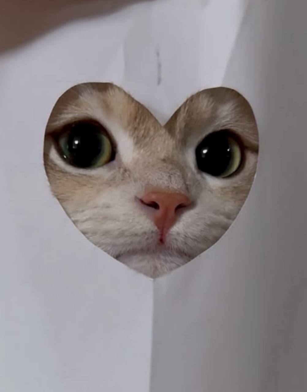 Суфия